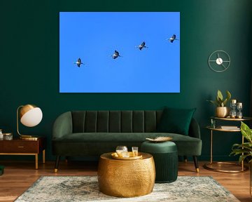 Kranichvögel oder Kraniche, die im Herbst durch die Luft fliegen von Sjoerd van der Wal Fotografie