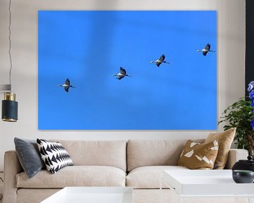 Kraanvogels vliegend in de lucht tijdens de herfstmigratie van Sjoerd van der Wal