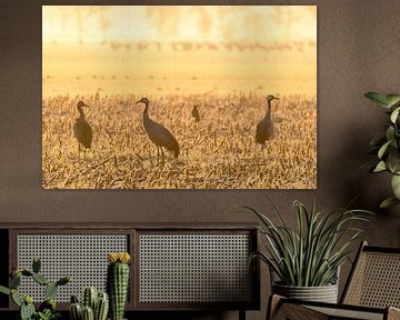 Crane birds resting and feeding in a field during autumn migrati by Sjoerd van der Wal