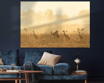 Crane birds resting and feeding in a field during autumn migrati by Sjoerd van der Wal Photography