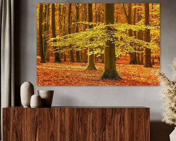 Forêt ensoleillée lors d'une belle journée d'automne brumeuse sur Sjoerd van der Wal Photographie