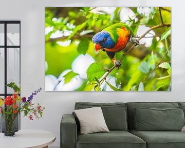 Regenbooglori tropische vogel zittend in een boom van Sjoerd van der Wal Fotografie