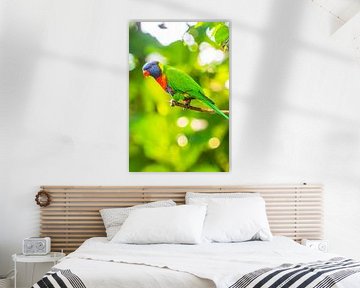 Regenbooglori tropische vogel zittend in een boom van Sjoerd van der Wal Fotografie