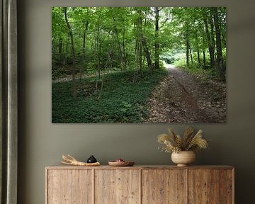 A toad in a leafy forest in summer by Claude Laprise