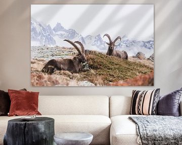 Mountain landscape with two alpine ibex and views of high snow-capped peaks