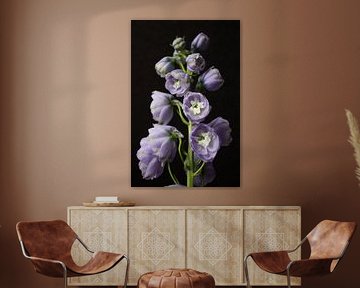 Flower Larkspur - Delphinium Camelliard