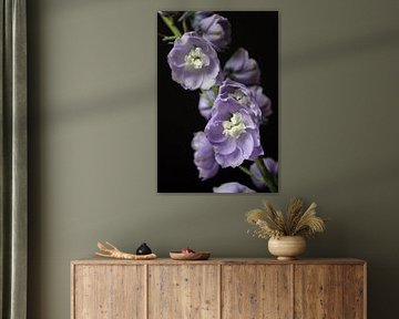 Delphinium Camelliard, Larkspur, flower purple blue
