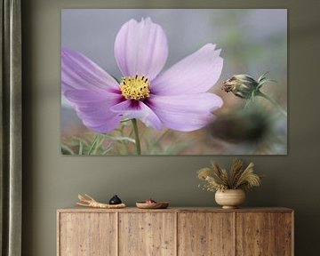 Flower Cosmos Bipinnatus