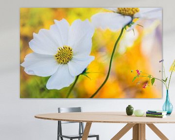 Flower Cosmos Bipinnatus white