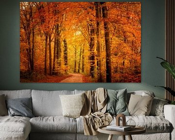 Pad door een beukenbos tijdens de herfst van Sjoerd van der Wal Fotografie