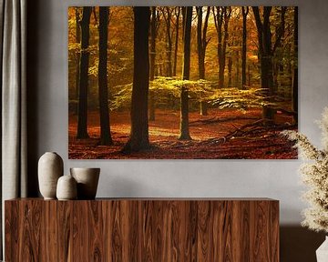 View in a Beech tree forest during the fall by Sjoerd van der Wal Photography