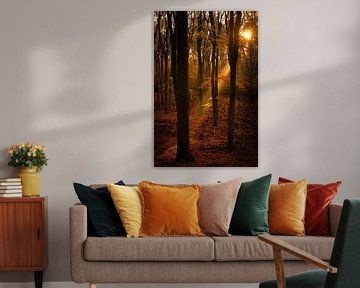 Vue du soleil dans une forêt de hêtres à l'automne sur Sjoerd van der Wal Photographie