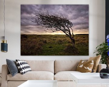 Tree in the dunes by Romuald van Velde