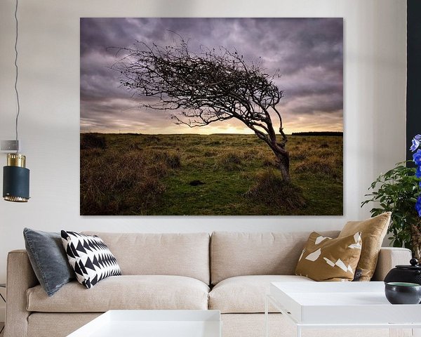 Arbre dans les dunes d'Ameland