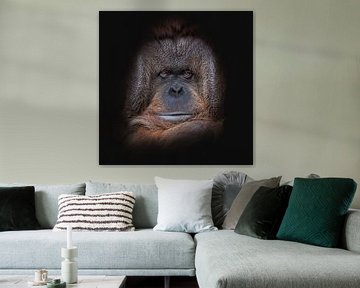 Gezicht Orang-oetan op zwart achtergrond van Jolanda Aalbers