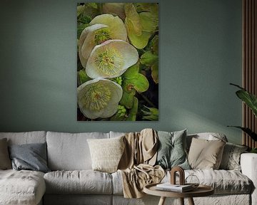 Three Lenten Rose Blooms by Dorothy Berry-Lound