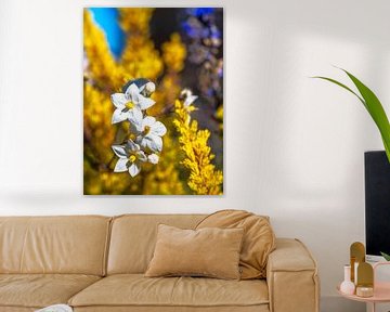 Witte Jasmijn Nachtschade Bloemen van ManfredFotos