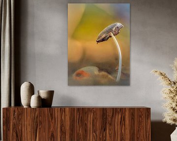 Mushroom in autumn evening light by Horst Husheer