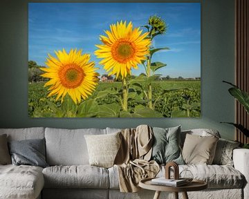 Tournesols au bord d'un champ, Nieuwendijk