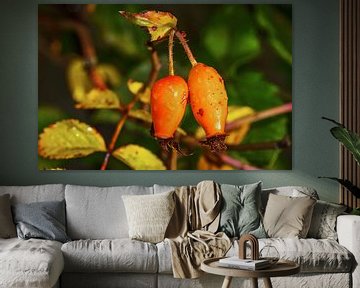 Oranje rozenbottels in de tuin van ManfredFotos