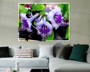 Streptocarpus bleu et violet