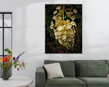 Hangende hortensia Paniculata van Dorothy Berry-Lound
