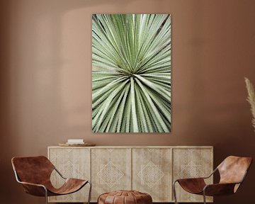 Mexican yucca - botanical leaf pattern in soft green by Christa Stroo photography