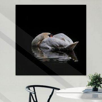 Zwaan in het Waterloopbos.