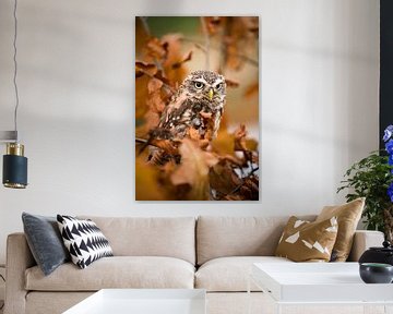 Little owl on autumn branch by Durk-jan Veenstra