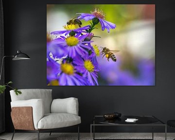 Une abeille vole vers une fleur d'aster violette sur ManfredFotos