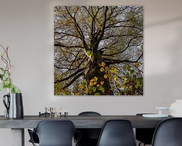 Automne de la hêtraie sur Berthold Ambros
