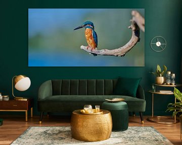 Kingfisher - Panorama on a beautiful crooked branch by Kingfisher.photo - Corné van Oosterhout