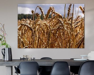 Grain field close-up in Belgium by GCA Productions