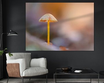 Een eenzame paddenstoel, geel-oranje melkachtige helminth van Horst Husheer