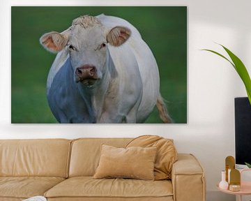 Nieuwsgierige Franse koe in de Auvergne. van Kneeke .com