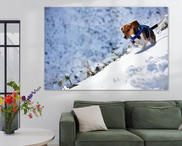 Rennende beagle in de sneeuw van Snellink Photos