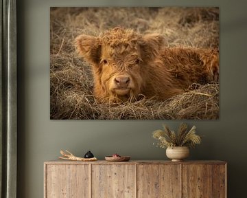 Schotse hooglander kalf in het hooi van KB Design & Photography (Karen Brouwer)