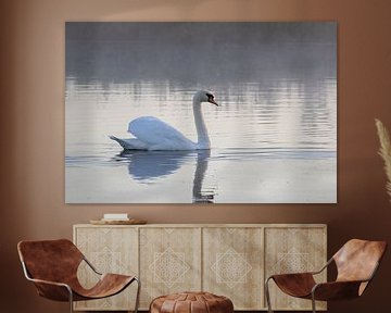 Mute swan -Cygnus olo by whmpictures .com