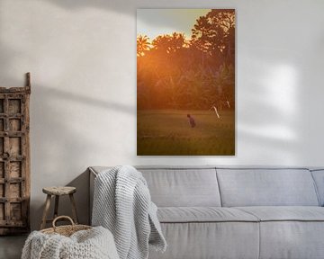 Rice farmer still at work in the last evening light by Perry Wiertz