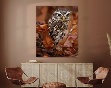 Owl in autumn colored leaves