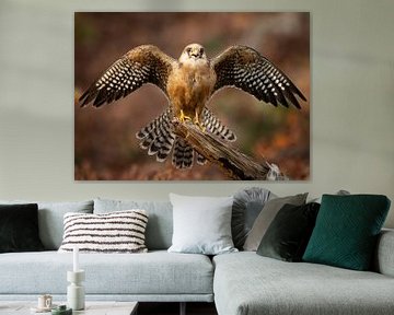 Red-legged falcon in autumn colors by Patrick van Bakkum