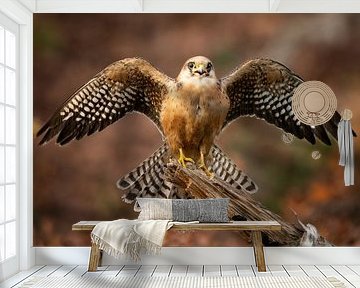 Red-legged falcon in autumn colors by Patrick van Bakkum