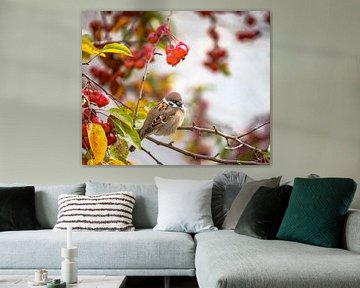 Field sparrow on apple tree with red apples in autumn by ManfredFotos