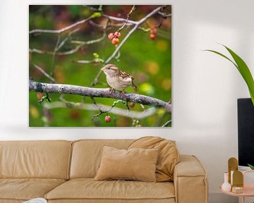 House sparrow on apple tree in autumn by ManfredFotos