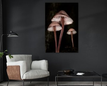 Großer Blut-Helmlinge