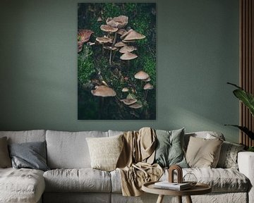Herbst - Pilze 1 von DTC SnapShots