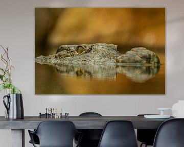 De snuit en ogen van een krokodil dat net boven spiegelend water uitkomt