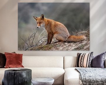 Der Fuchs in den Dünen der Amsterdamer Wasserversorgung.