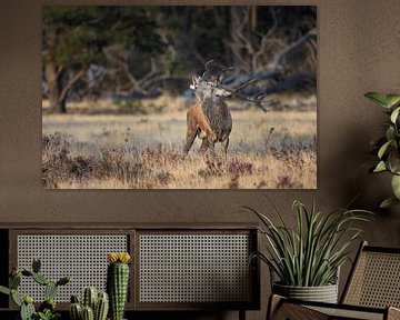 Burrelend Edelhert in de avondzon van Gregory & Jacobine van den Top Nature Photography