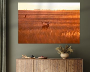 Cerf rouge en rut dans la lumière dorée sur Gregory & Jacobine van den Top Nature Photography